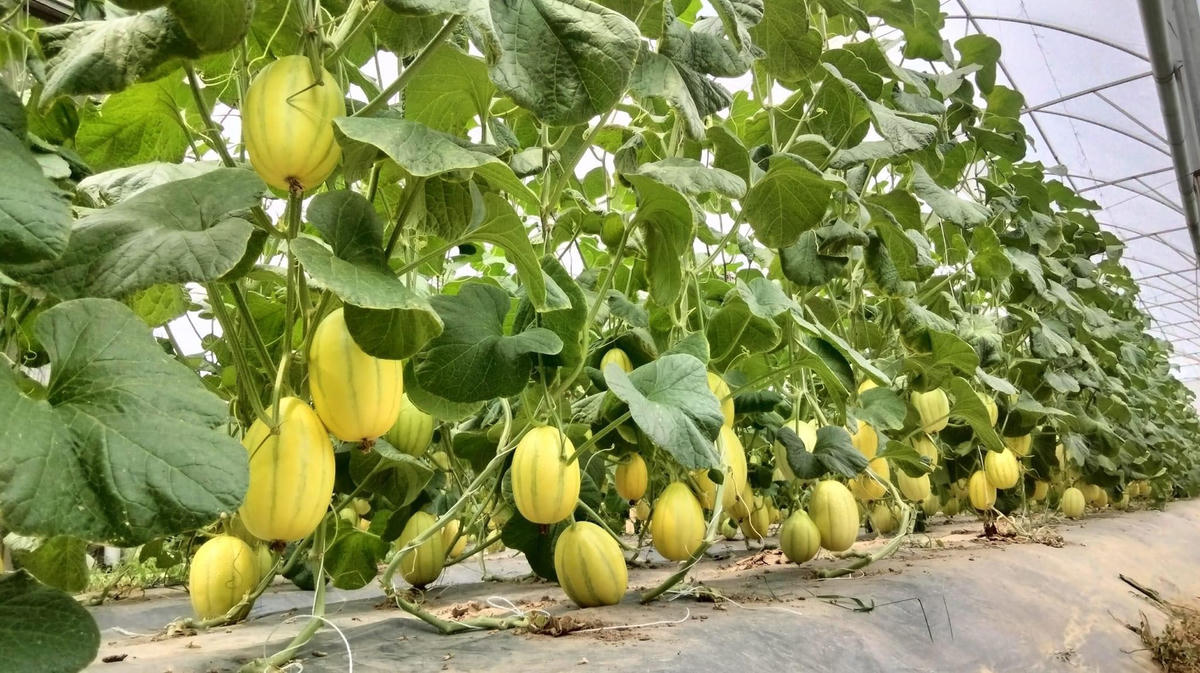 Trách nhiệm mở rộng của nhà sản xuất EPR sẽ có hiệu lực từ ngày 25/5. Ảnh: Hạ Lan.