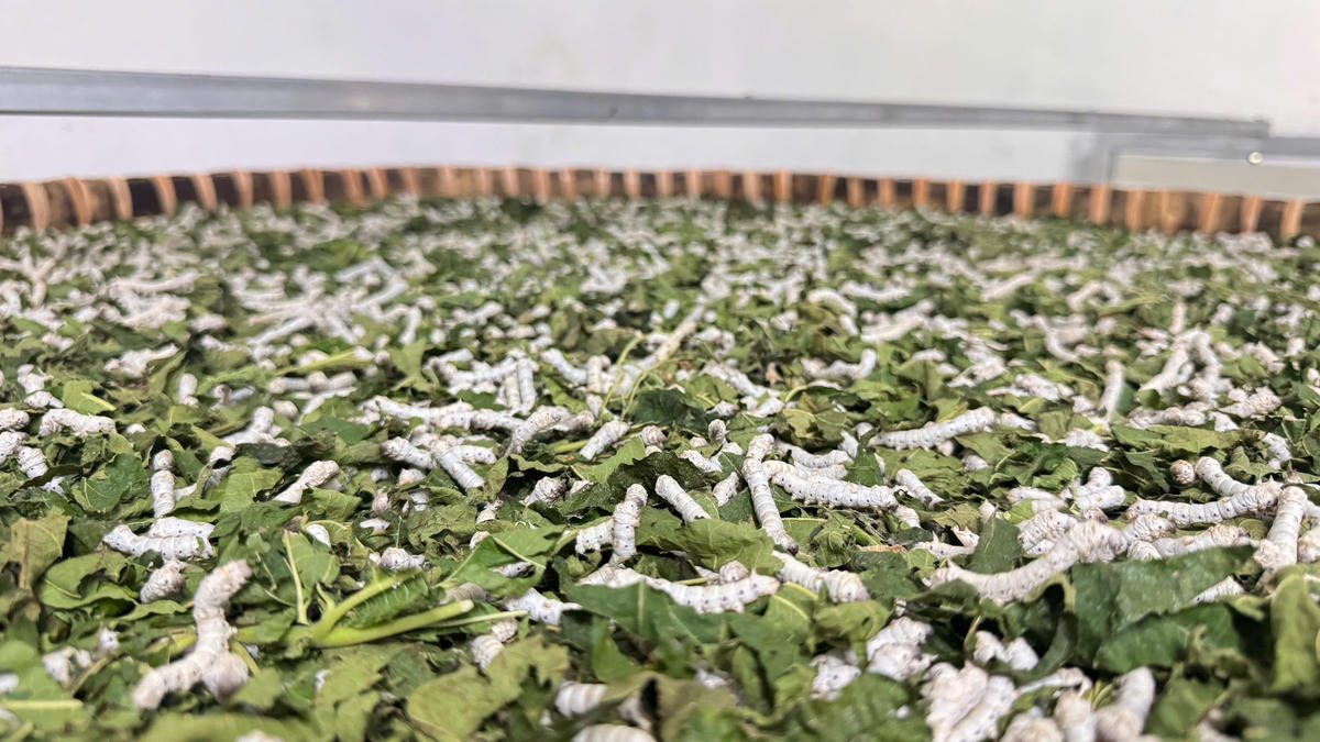 Tằm phát triển nhanh trong những ngày cuối lứa, đòi hỏi lượng lá dâu lớn. Ảnh: Nguyễn Tín.