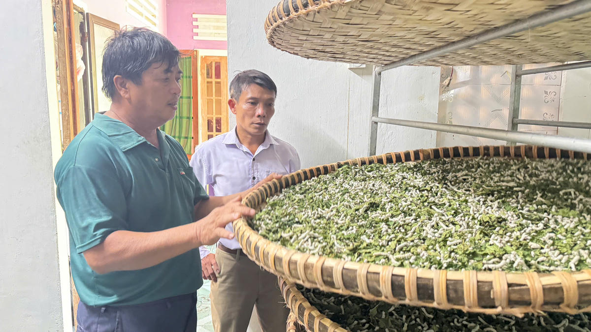 Ông Võ Oai (áo xanh) có gần 50 năm gắn bó với nghề trồng dâu nuôi tằm. Ảnh: Nguyễn Tín.