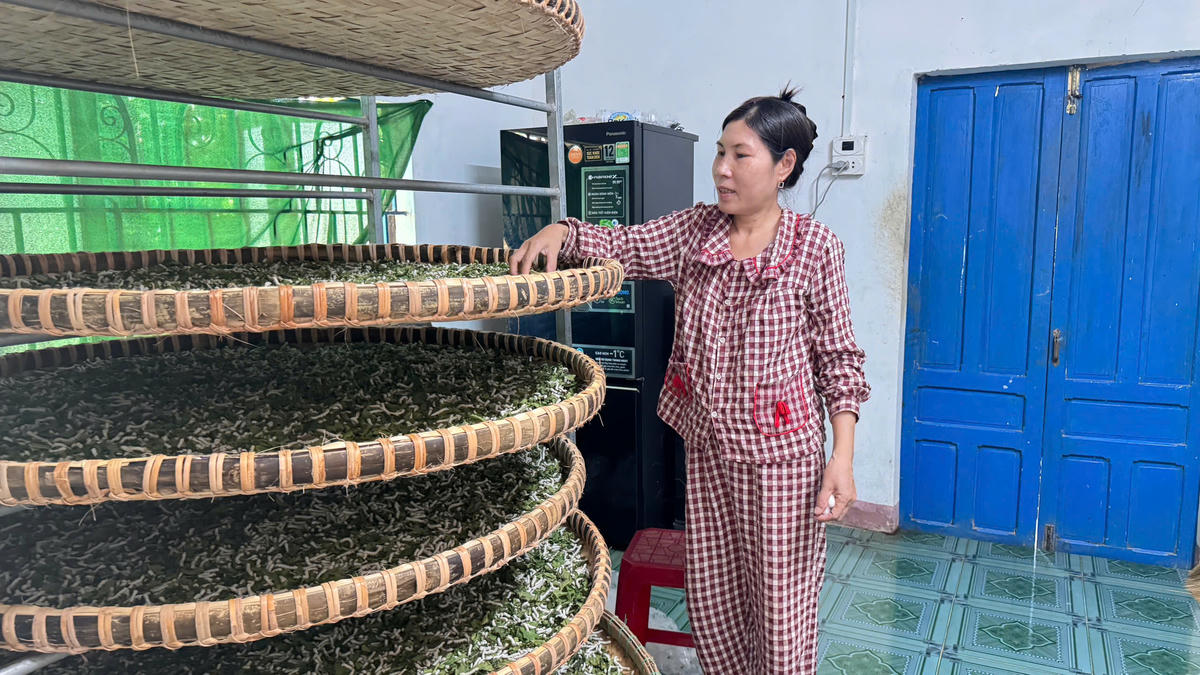 Người nuôi phải thường xuyên chăm sóc, theo dõi đàn tằm, nhất là thời điểm tằm ăn rộ. Ảnh: Nguyễn Tín.