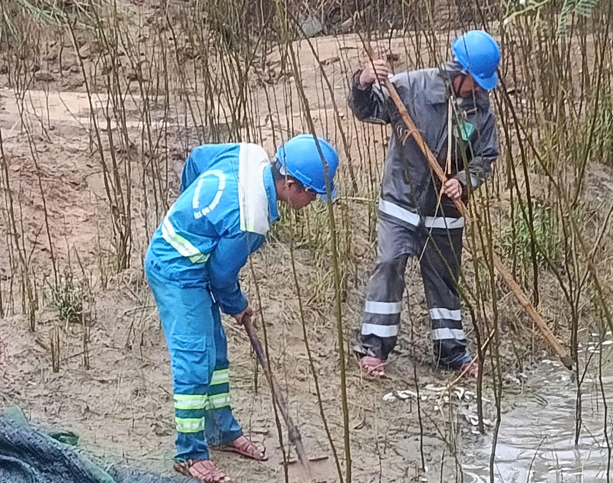 Lực lượng chức năng thu gom cá trên sông Trà Khúc. Ảnh: ĐT.