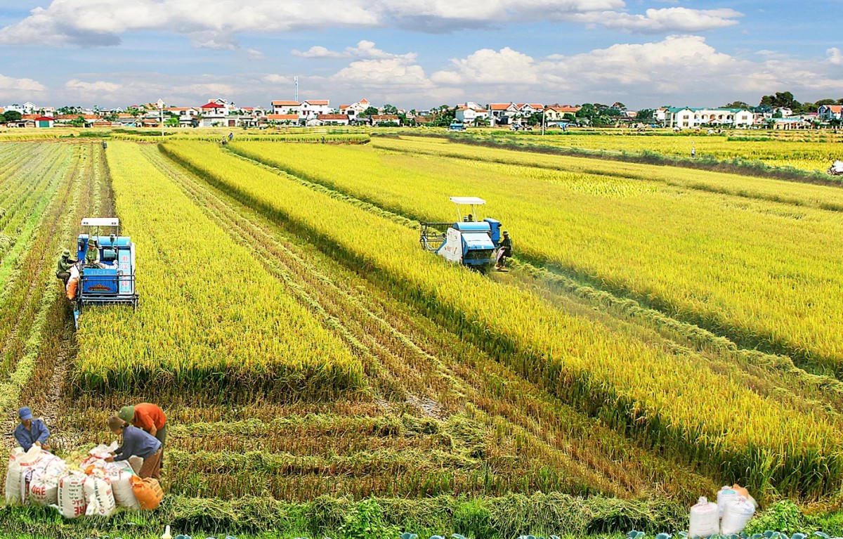 Chuyển sản xuất nông nghiệp sang kinh tế nông nghiệp đồi hỏi tổ chức lại chuỗi giá trị̣, nâng cao chất lượng và xây dựng niềm tin thị trường. Ảnh: nongnghiephuuco.vn.
