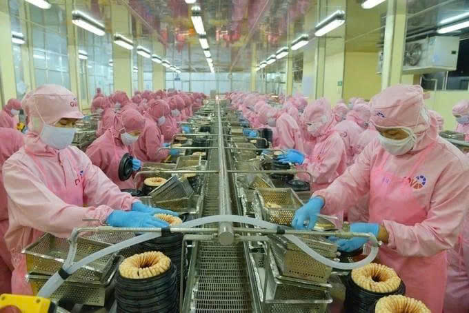 Về triển vọng từng ngành hàng, tôm tiếp tục là động lực tăng trưởng chủ lực, song cũng là mặt hàng chịu áp lực cạnh tranh lớn nhất. Ảnh: HT.