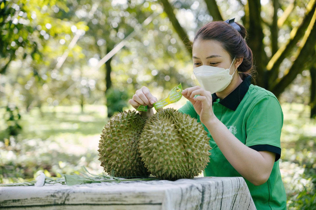 Sầu riêng đóng góp tích cực cho sự tăng trưởng kỷ lục của xuất khẩu rau quả trong tháng 8/2026. Ảnh: TT.