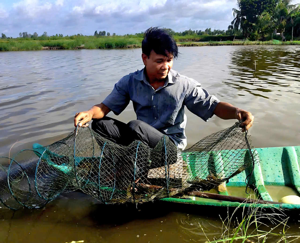 Mỗi tháng, ông Chiến đặt lú bắt 2 lần tôm. Chỉ tính riêng con nước trong tháng 7 âm lịch, ông Chiến thu hoạch tôm đạt kích cỡ từ 30 - 35 con/kg, bán giá bán tôm sú sống 160.000 đồng/kg. Ảnh: Châu Pha