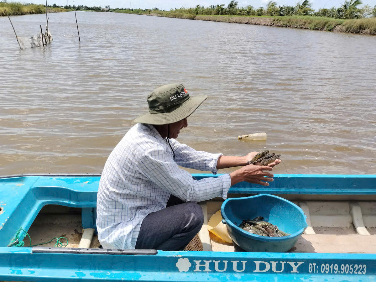 Nhiều nông dân ở Cà Mau áp dụng mô hình nuôi tôm sú quảng canh cải tiến 2 giai đoạn kinh tế gia đình vươn lên khá giàu. Ảnh: Nguyên Du