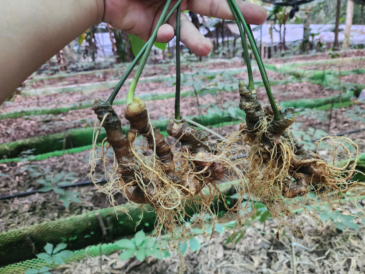 Để cây sâm phát triển, người dân phải dựng hệ thống che chắn, điều chỉnh ánh sáng phù hợp. Ảnh: BT.