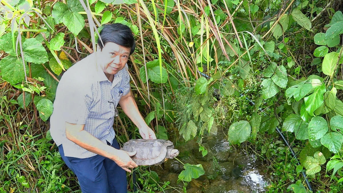 Thả cá thể rùa đất châu Á về môi trường tự nhiên. Ảnh: Kim Hiếu.