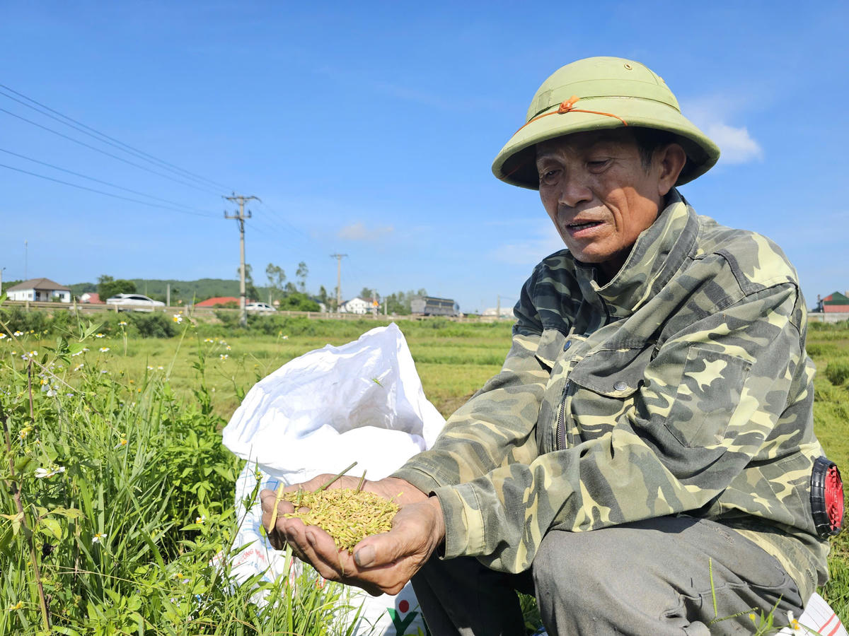 Nghệ An: Lúa hè thu lép hạt trên diện rộng, năng suất giảm