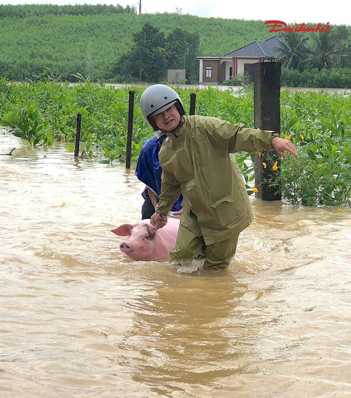 Không chỉ tài sản, gia súc, gia cầm và vật nuôi trong nhà cũng được người dân đưa đến nơi cao ráo. Có gia đình phải ôm từng con chó lội qua vùng nước ngập để đưa ra ngoài an toàn.