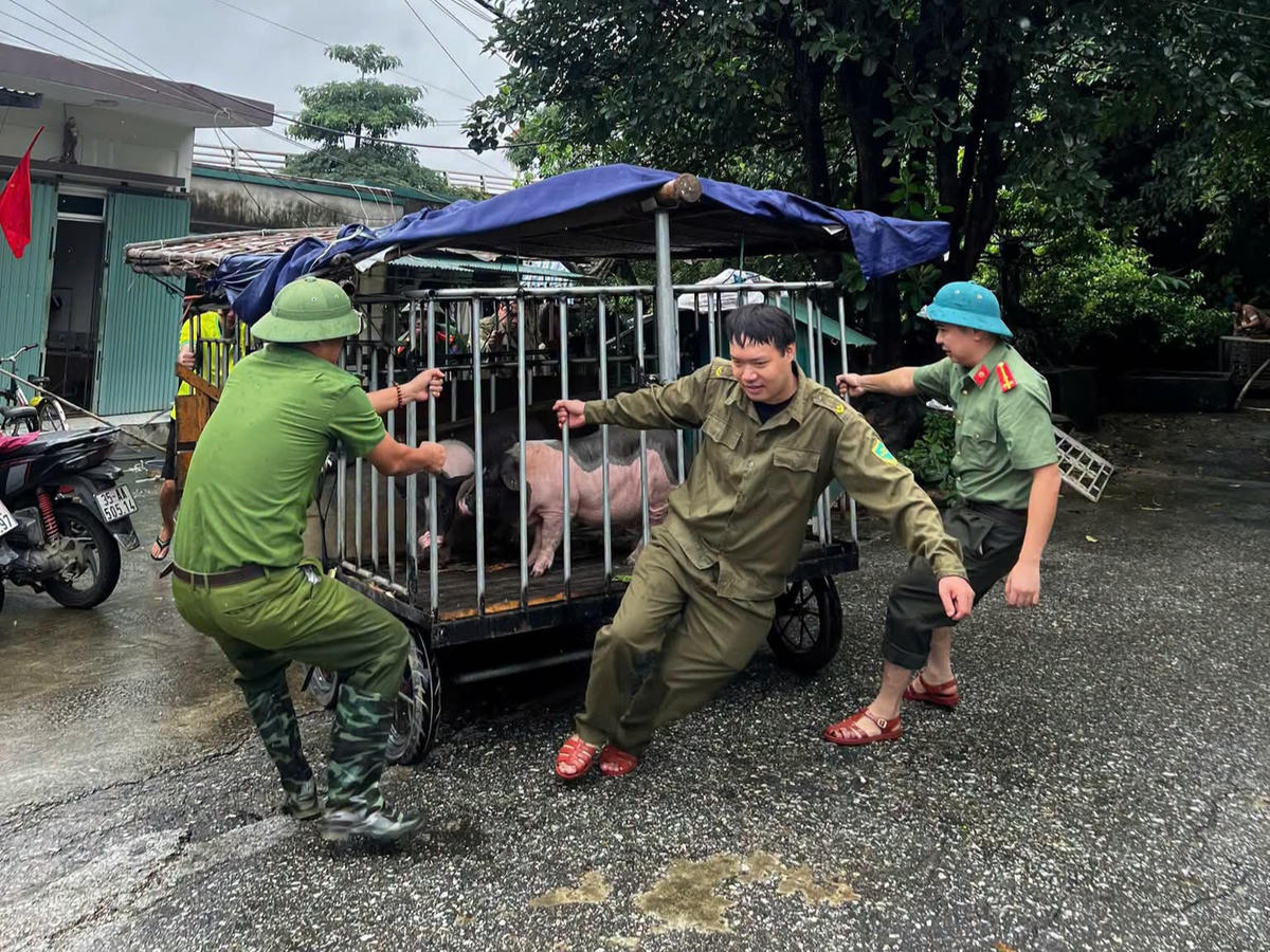 Công an xã Phú Sơn hỗ trợ người dân di chuyển vật nuôi đến nơi an toàn. Ảnh: CAX Phú Sơn