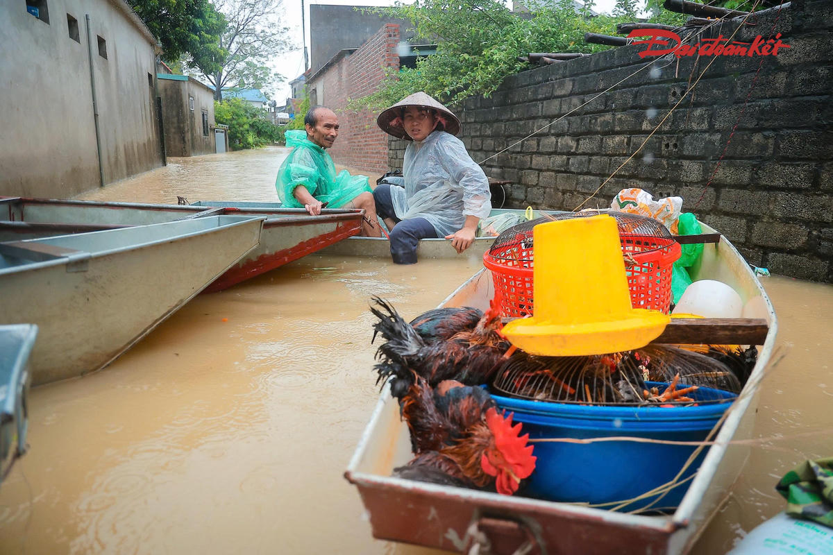 Không chỉ đồ đạc, người dân cũng đang khẩn trương di dời vật nuôi ra khỏi khu vực ngập. Gia cầm và các vật nuôi được đưa đến những vị trí cao, khô ráo hơn nhằm hạn chế thiệt hại khi nước vẫn chưa rút.
