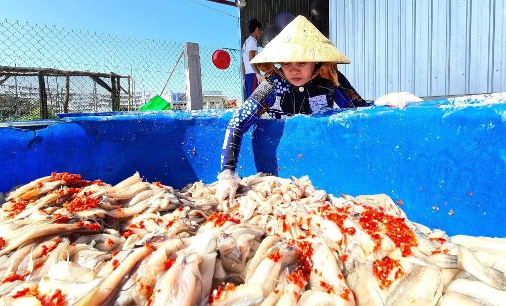 Thiếu hụt lao động thời vụ, các cơ sở chế biến khô tại xã Cái Đôi Vàm phải huy động thêm người thân, hàng xóm hỗ trợ sản xuất đáp ứng đơn hàng. Ảnh: Nguyên Du