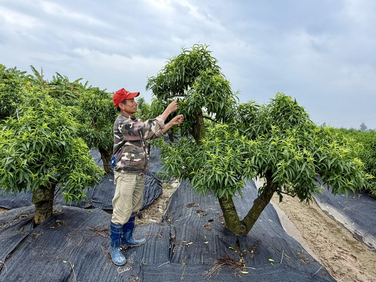 Các thành viên chi hội Nông dân xóm 1, phường An Dương, TP Hải Phòng thường xuyên trao đổi, học tập kinh nghiệm từ mô hình trồng đào của gia đình ông Quản Văn Cường. Ảnh: PT. 