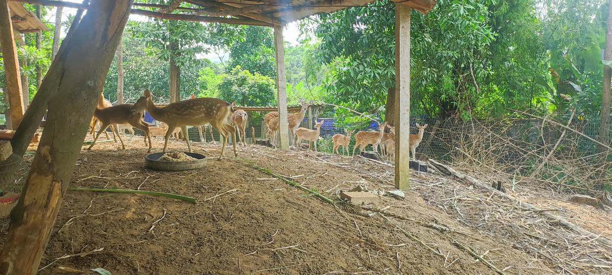 Mô hình nuôi nhung mang lại giá trị kinh tế cao tại Đồng Hỷ - Thái Nguyên. Ảnh: L.H