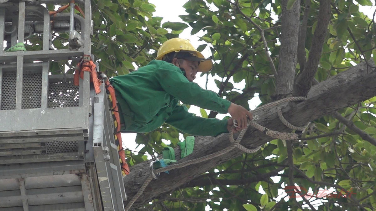 Công nhân cây xanh sử dụng xe chuyên dụng xử lý cắt tỉa cành già cỗi trên đường An Dương Vương (phường Chợ Quán, TPHCM) vào ngày 20/9. Ảnh: T.Luân