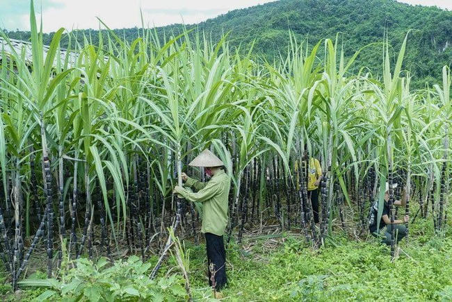 Công cụ phòng vệ thương mại đã giúp ngành mía đường phục hồi sản xuất, tạo lập thị trường công bằng hơn.