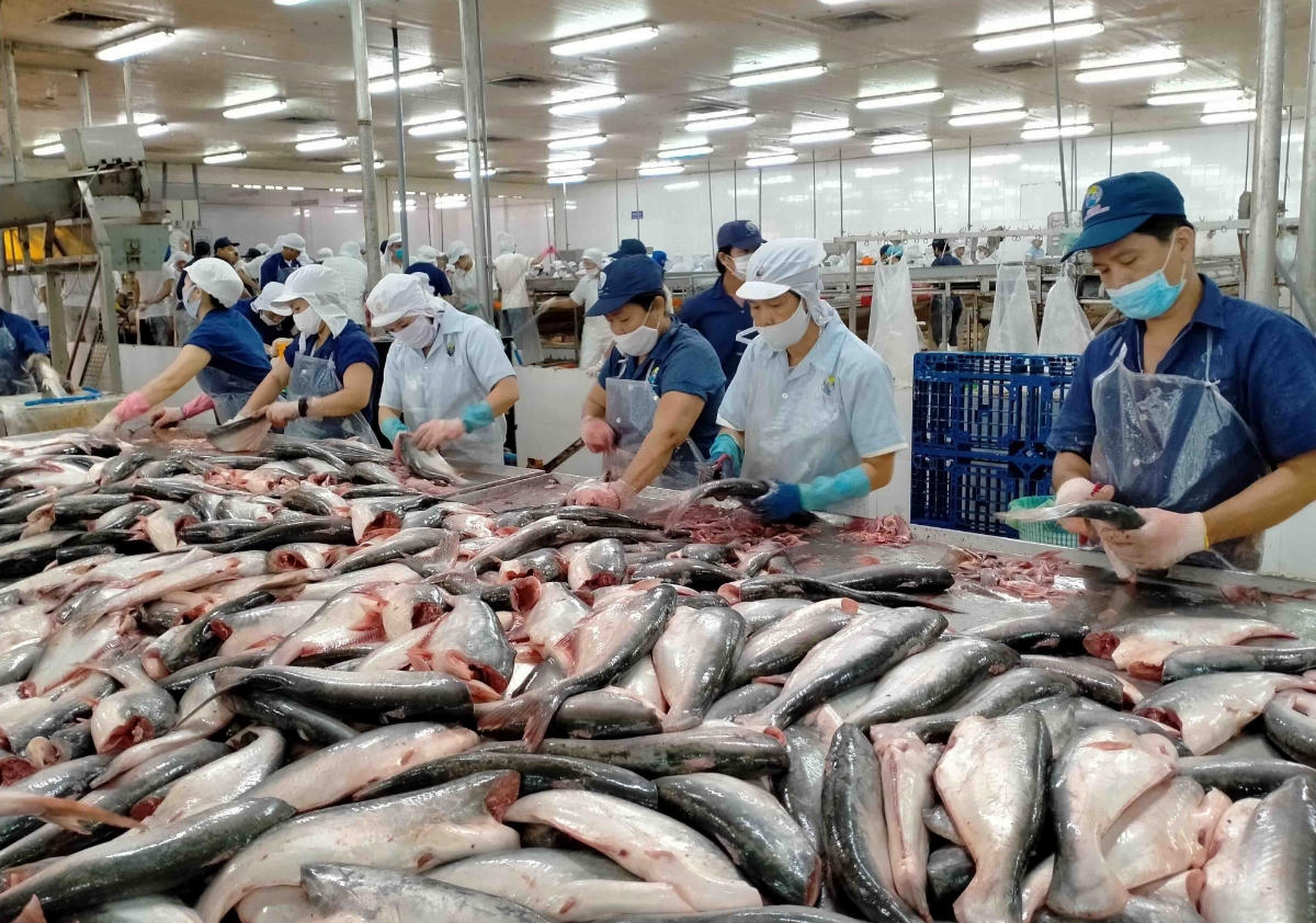 Xuất khẩu cá tra chịu áp lực kép