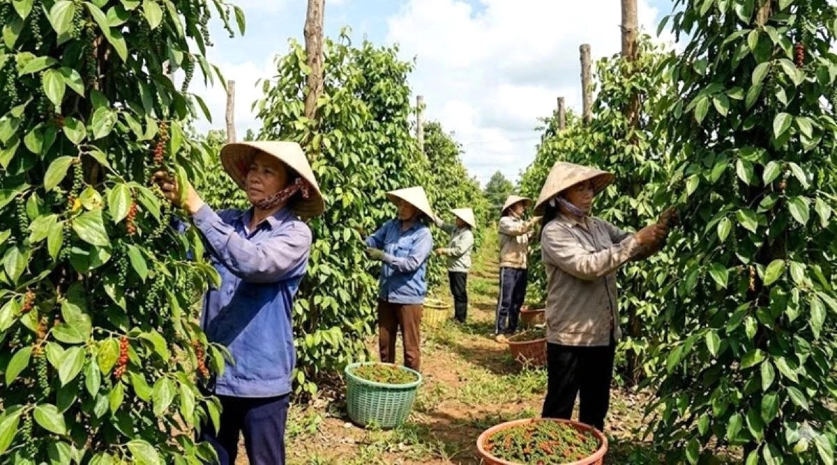 Tính từ đầu năm đến ngày 15/9/2026, Việt Nam xuất khẩu được 202.414 tấn hồ tiêu, kim ngạch xuất khẩu đạt 1,32 tỷ USD. Ảnh: TL