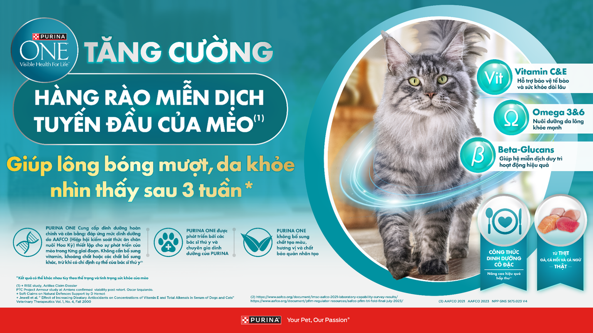 Các dấu hiệu đơn giản giúp đánh giá sức khỏe của mèo cưng