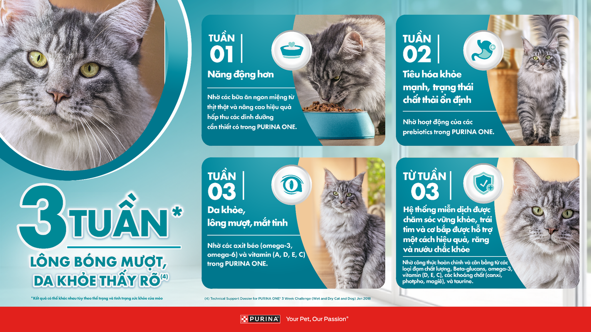 Các dấu hiệu đơn giản giúp đánh giá sức khỏe của mèo cưng