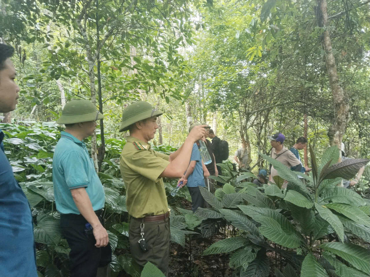 Ngoài việc giữ rừng, giữ hệ sinh thái rừng, người dân còn làm đa dạng thêm hệ sinh thái rừng, phát triển kinh tế từ việc trồng và phát triển cây dược liệu dưới tán rừng. Ảnh: HKLKV1