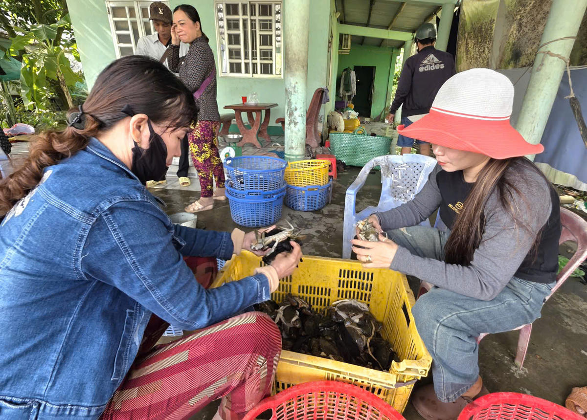 Nông dân phân loại cua để vận chuyển đi tiêu thụ. Ảnh: Nguyên Du