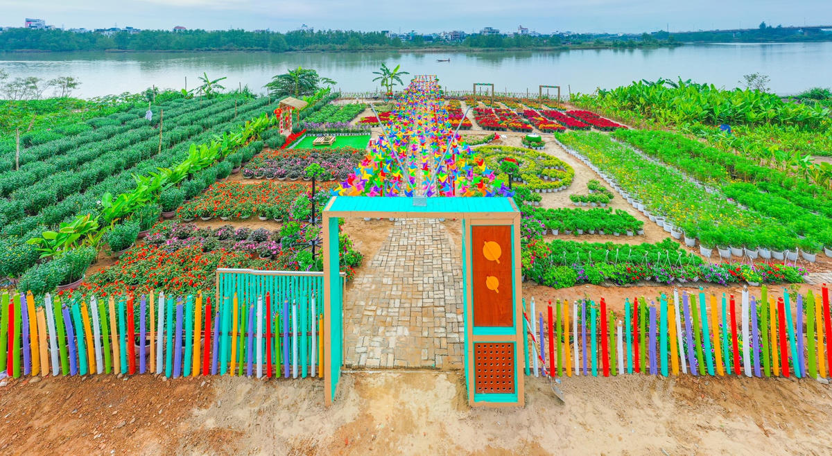 Mô hình thí điểm tận dụng bãi bồi sông Cẩm Lệ để trồng hoa, làm điểm check-in phục vụ du khách tại đường Thăng Long. Ảnh: Nguyễn Hữu Tấn. 