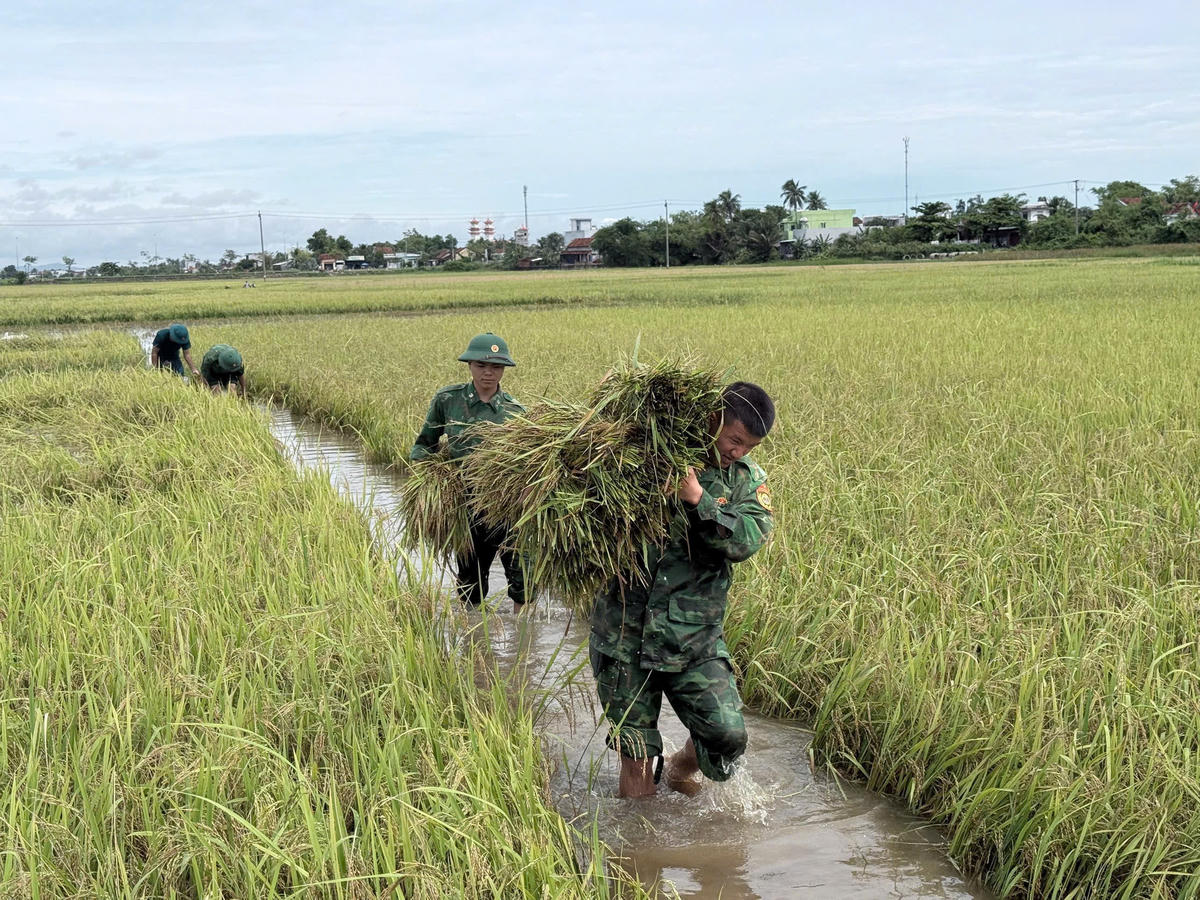 Cán bộ, chiến sĩ Đồn Biên phòng Hoà Hiệp Nam cùng với các lực lượng hỗ trợ người dân thu hoạch lúa. Ảnh: BP.