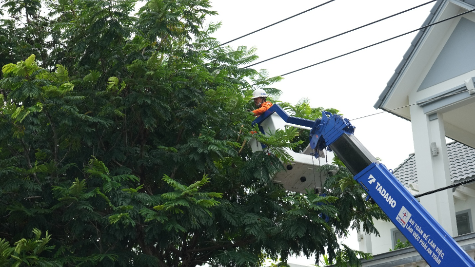 CTĐL Đất Đỏ chủ động phát quang cây xanh có nguy cơ ảnh hưởng hành lang lưới điện, phòng ngừa sự cố khi xảy ra mưa lớn, giông lốc.
