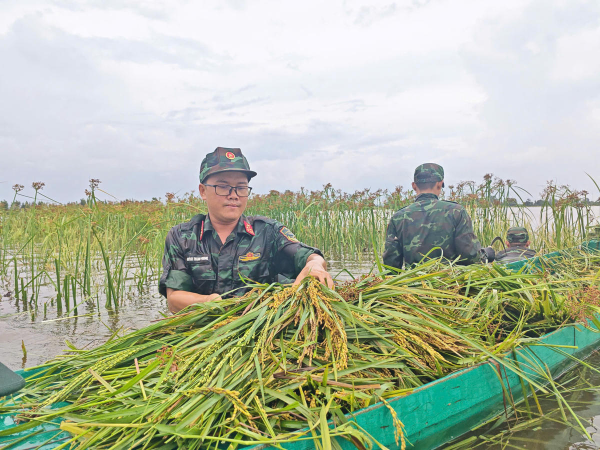 An Giang: Bộ đội dầm mình trong nước, giúp dân cứu lúa