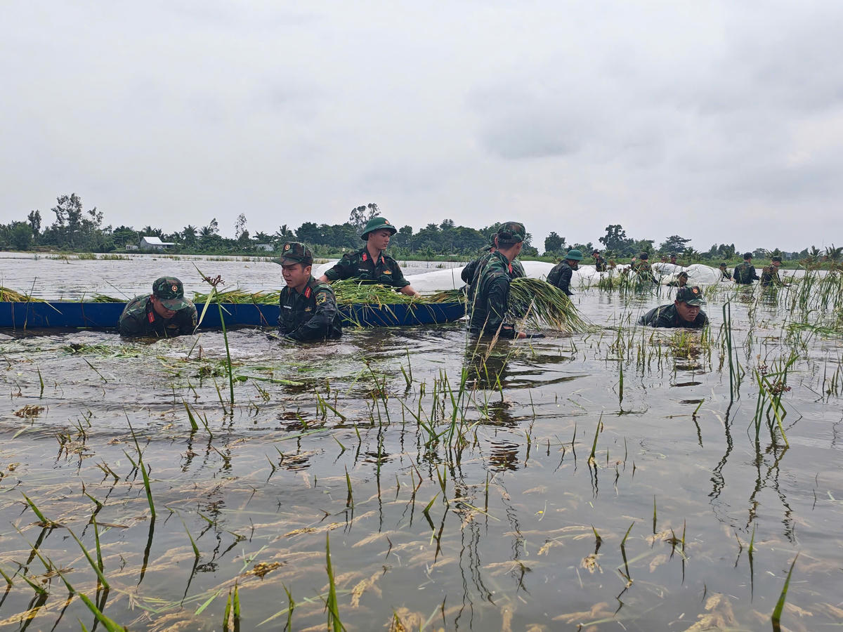 An Giang: Bộ đội dầm mình trong nước, giúp dân cứu lúa