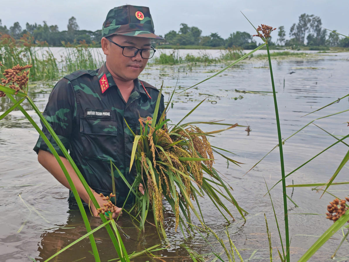 An Giang: Bộ đội dầm mình trong nước, giúp dân cứu lúa