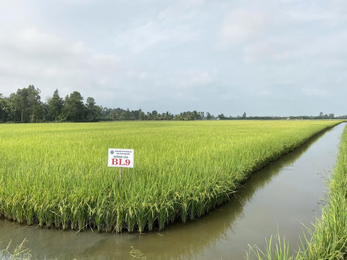 Cánh đồng lúa - tôm từ giống lúa BL ở xã Vĩnh Lộc phát triển xanh tốt. Ảnh: Nguyên Du