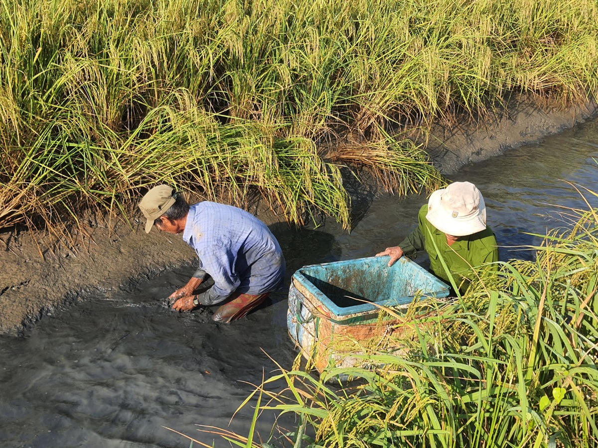 Mô hình lúa - tôm giúp tăng lợi nhuận cho người nông dân. Ảnh: Nguyên Du