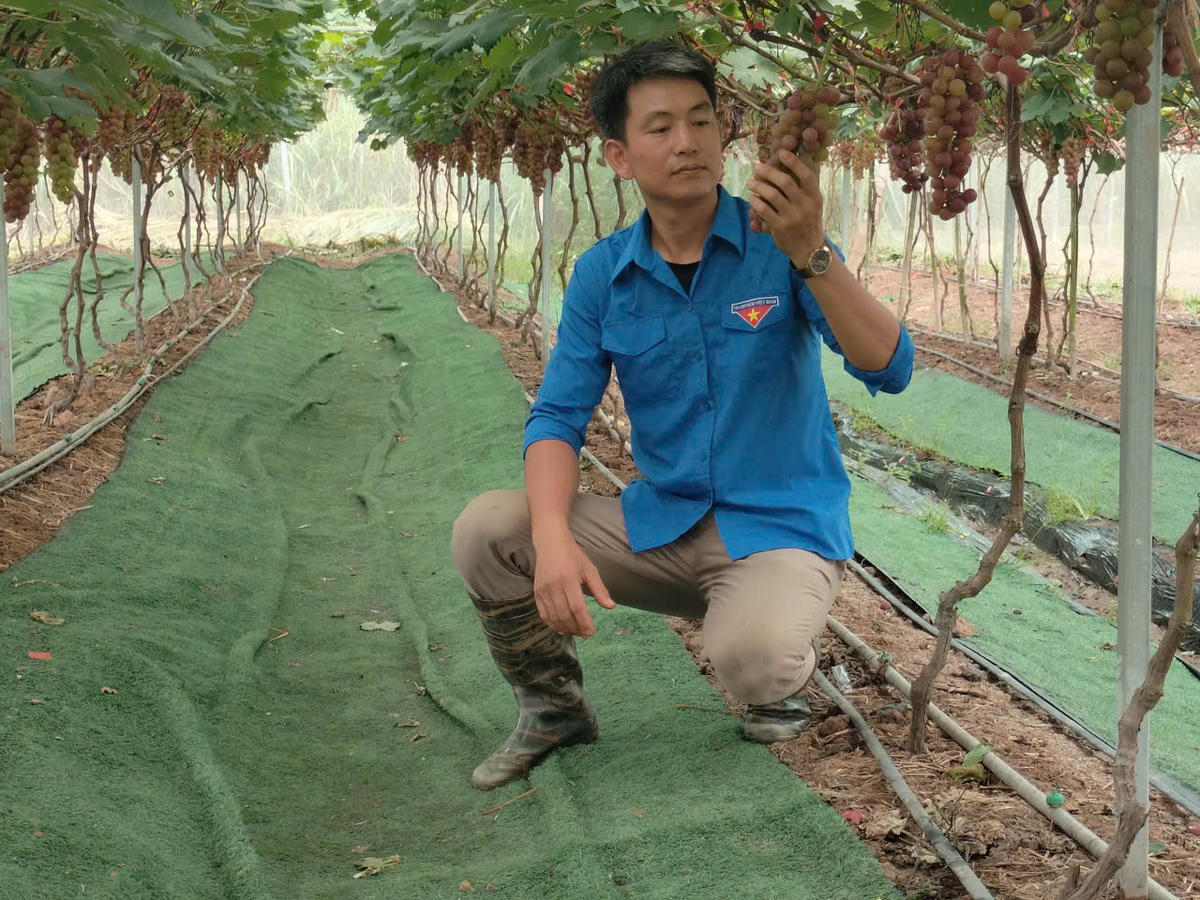Anh Hoàng Quốc Toản, &nbsp;Giám đốc HTX nông trại hữu cơ Thái Bình (xã Hồng Minh, tỉnh Hưng Yên)&nbsp;tại vườn nho được sản xuất theo phương pháp hữu cơ, tuần hoàn, ứng dụng công nghệ cao. Ảnh: Duy Hưng.