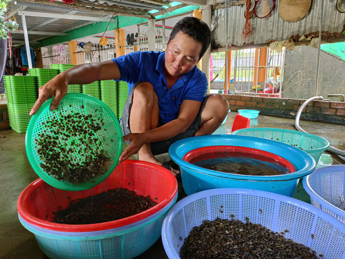 Hiện nay ở các tỉnh miền Tây đang bước vào cuối vụ thu hoạch tôm, cua để sang vụ lúa, tuy nhiên vẫn có nhiều hộ dân thả cua trong ao vèo để chuẩn bị cho vụ cua Tết. Ảnh: Nguyên Du