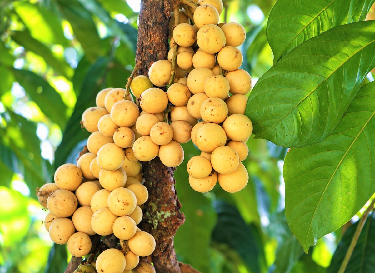 Giá bán trái bòn bon từ 20.000 đến 40.000 đồng/kg tùy loại. Ảnh: CĐ. 