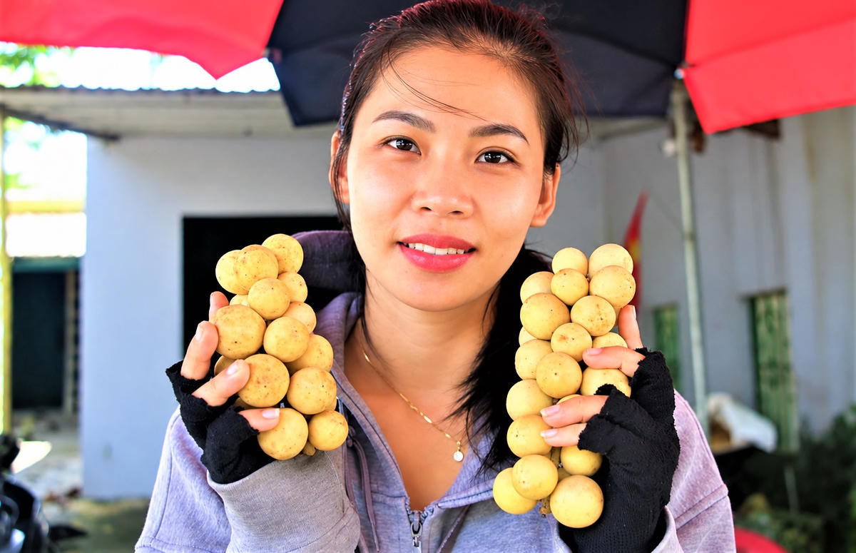 Một bạn nữ chụp ảnh bên những quả bòn bon vàng óng. Ảnh: CĐ.