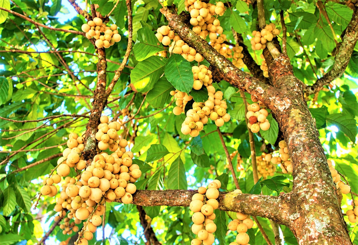 Những trái bòn bon chín vàng óng. Ảnh: NT.