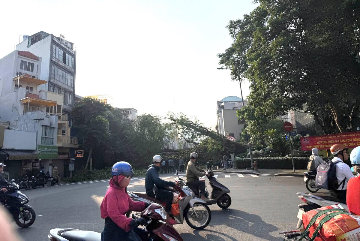 Hiện trường vụ cây xanh đổ chắn ngang đường ở trung tâm TPHCM. Ảnh: H.Triều.