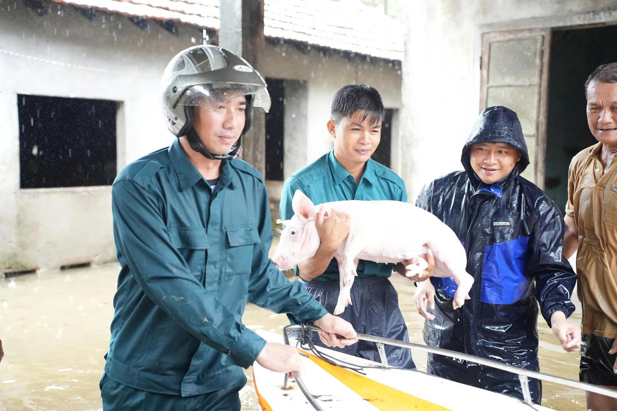 Người dân xã Vạn Tường vận chuyển gia súc đến địa điểm an toàn. Ảnh: CĐ.