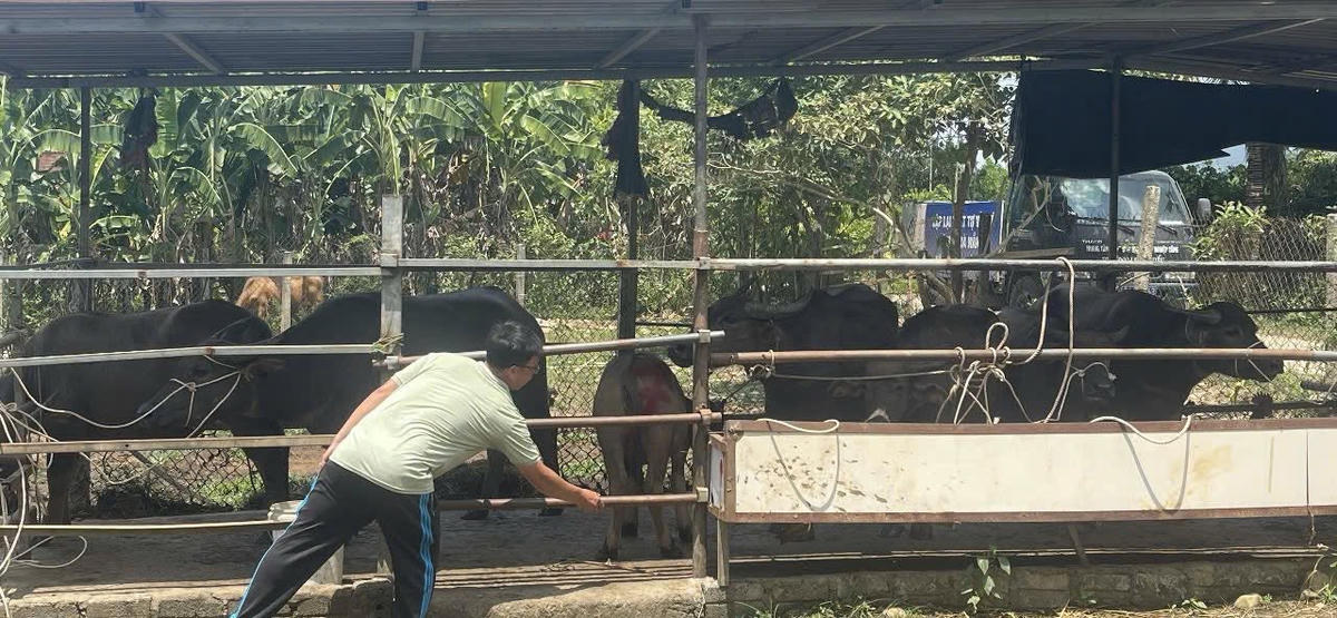 Tạm giữ gia súc thả rông để xử lý hộ chăn nuôi sai quy định. Ảnh: Nguyễn Tú.