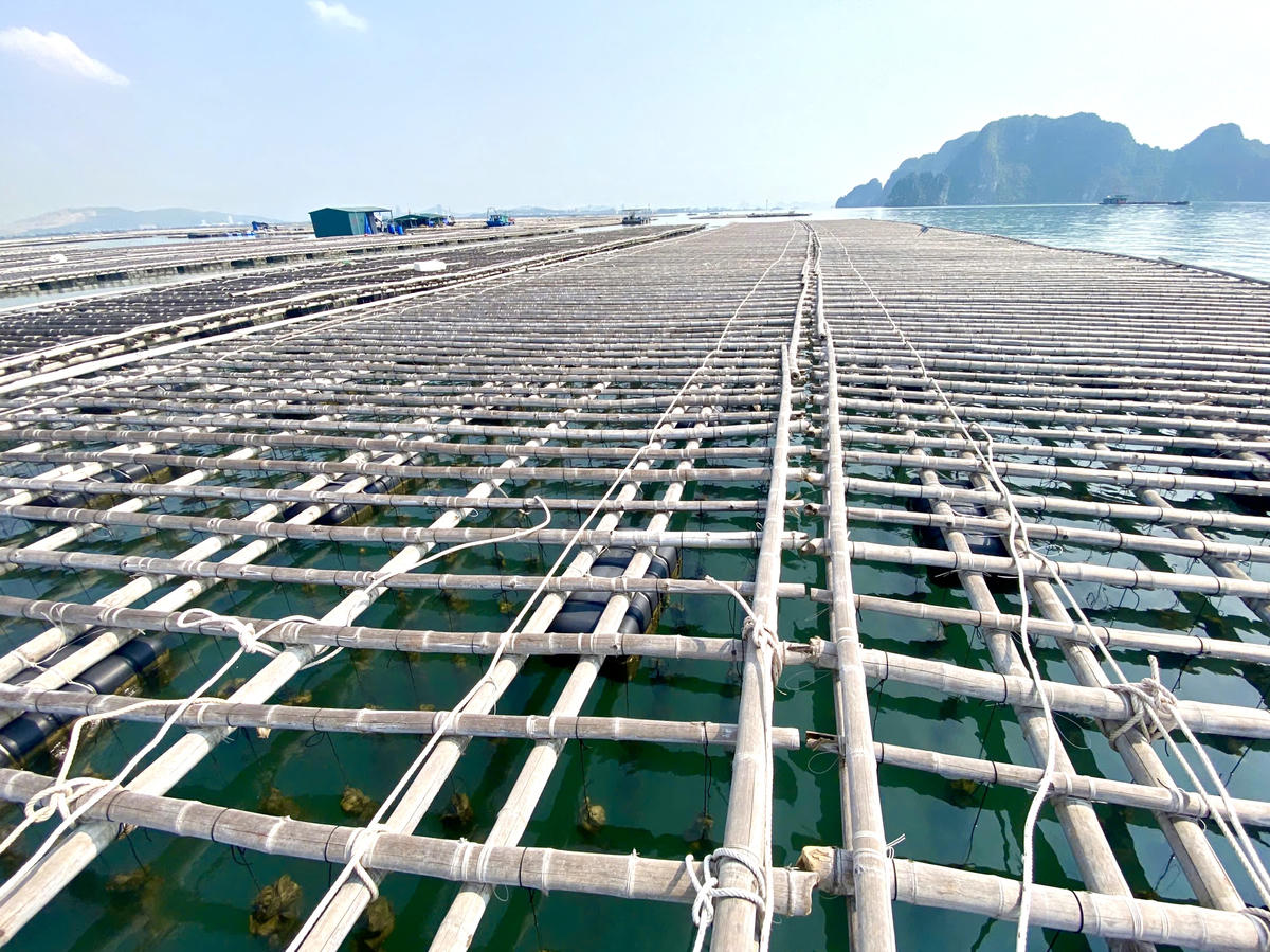 Theo thông tin từ UBND phường Hà An, toàn bộ diện tích vùng quy hoạch NTTS trên biển thuộc địa bàn phường Hà An đều nằm trong phạm vi 3 hải lý. Ranh giới biển của phường không có diện tích giao mặt biển nằm ngoài vùng 3 hải lý.