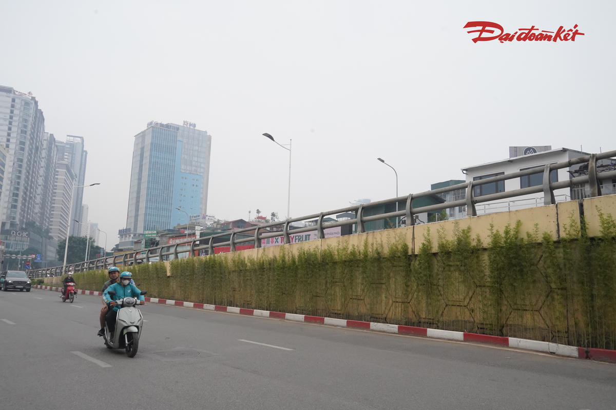 Cây được bố trí thành từng khoang phù hợp với hình dáng công trình, tạo sự đồng bộ cho không gian dưới chân cầu. Một số diện tích trồng cây hiện hữu cũng được cải tạo, thay thế bằng các hàng cây mới.