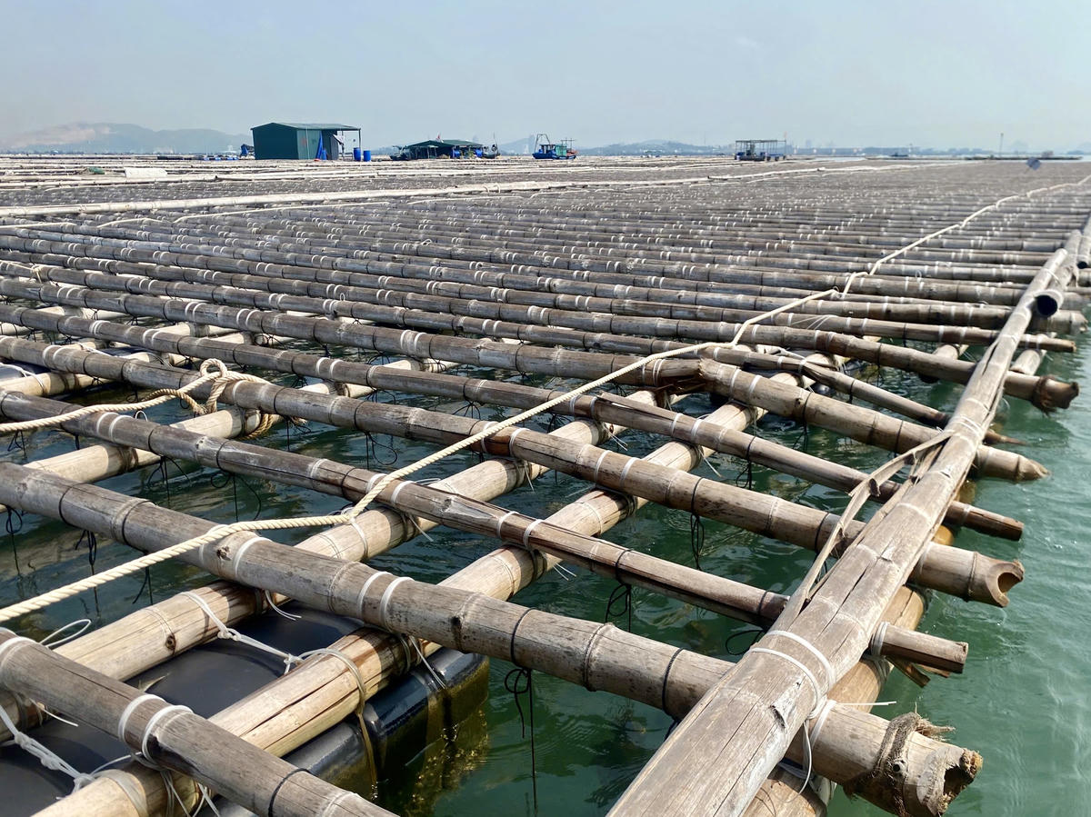 Theo phản ánh của các HTX, thực hiện chủ trương chuyển đổi vật liệu nuôi trồng thuỷ sản đạt chuẩn, mỗi HTX đã đầu tư trên 1 tỷ đồng để đóng mới bè nuôi hàu.