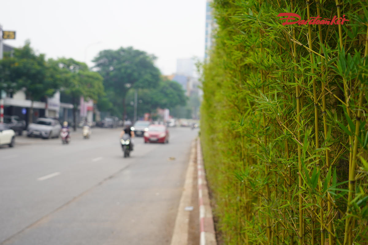 Không chỉ tại các trụ đường sắt trên cao, khu vực cầu vượt Lê Văn Lương - Láng Hạ cũng được bổ sung cây xanh. Những hàng trúc được trồng dọc hai bên mái taluy, khu vực chân tường sát phần đường xe chạy và hệ thống thoát nước.