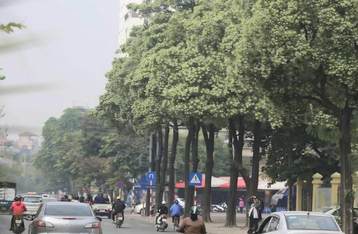Hà Nội yêu cầu các đơn vị nghiên cứu, đề xuất phương án dịch chuyển một phần cây hoa sữa đến vị trí phù hợp.