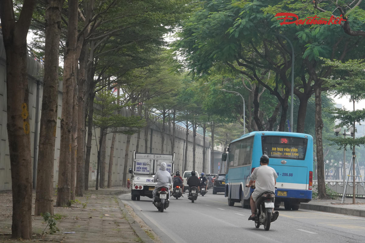 Đối với các vị trí nằm gần đường xe chạy, việc lựa chọn chủng loại cây, thiết kế giá đỡ và bố trí chậu cần bảo đảm an toàn giao thông, không ảnh hưởng tầm nhìn của người điều khiển phương tiện, hệ thống thoát nước và hoạt động kiểm tra, bảo trì hạ tầng.