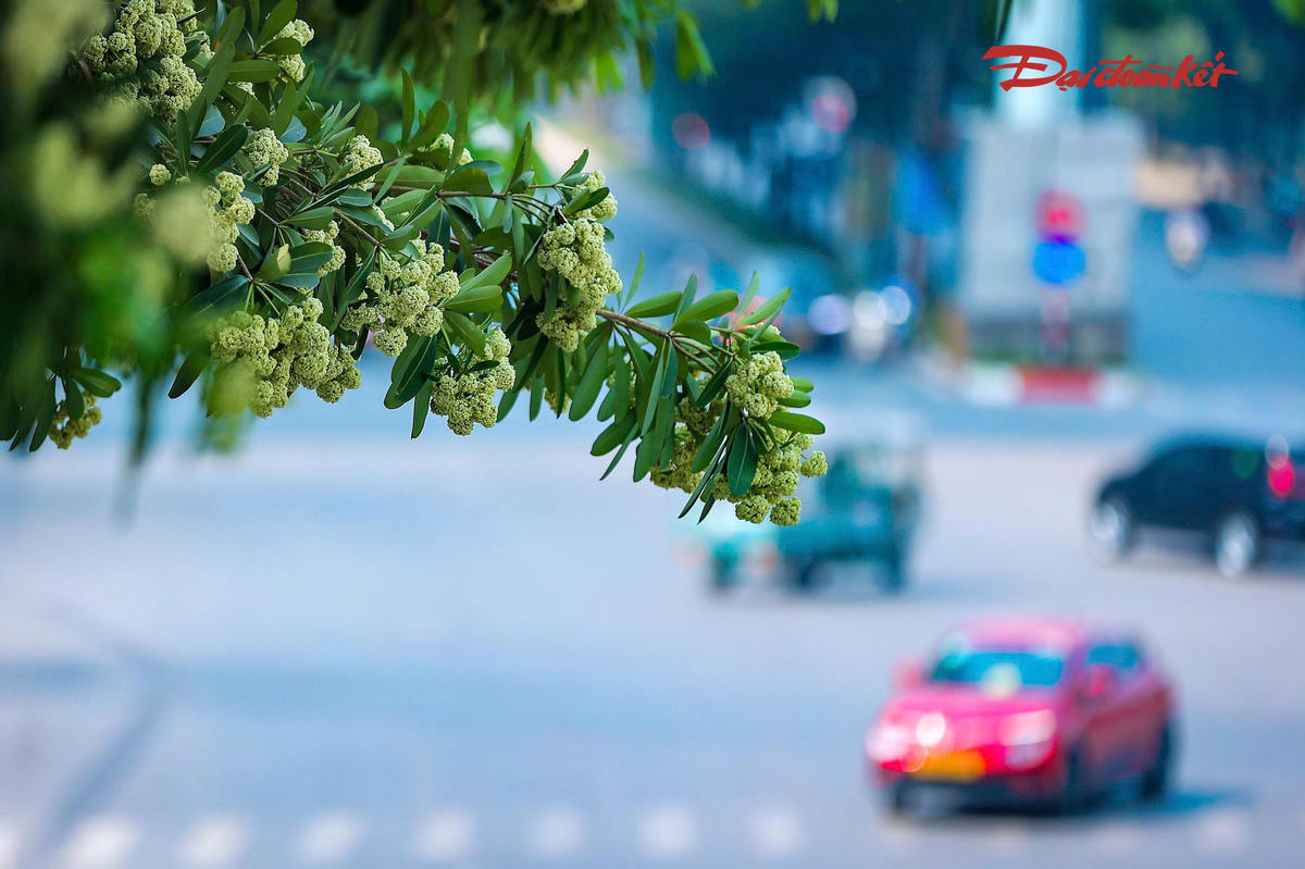 Giữa những đổi thay của Hà Nội, mùa hoa sữa tiếp tục hiện diện trong đời sống thường ngày, gắn với những con đường, hàng cây và ký ức của nhiều thế hệ người dân Thủ đô.